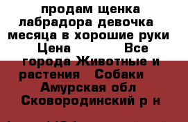 продам щенка лабрадора девочка 2 месяца в хорошие руки › Цена ­ 8 000 - Все города Животные и растения » Собаки   . Амурская обл.,Сковородинский р-н